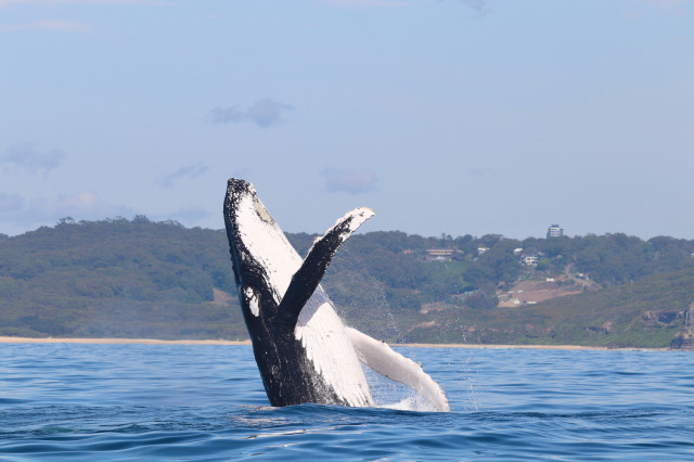 Best whale watching spots in Lake Macquarie